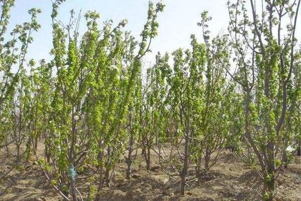 櫻桃樹的種植與管理技術 櫻桃樹的修剪方法
