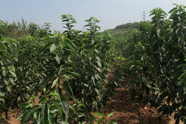 櫻桃樹的種植與管理技術 櫻桃樹的修剪方法