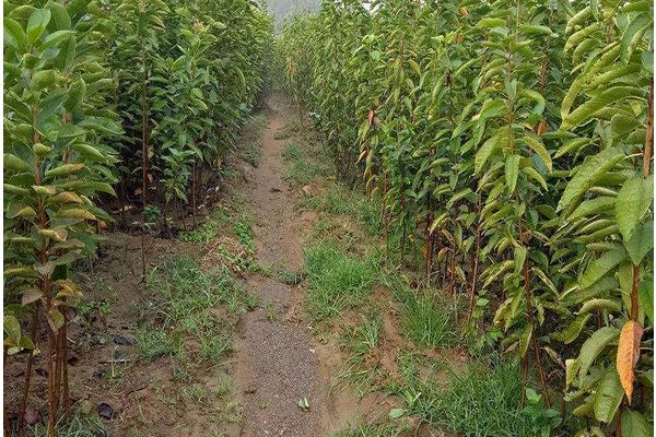 櫻桃樹的種植與管理技術 櫻桃樹的修剪方法