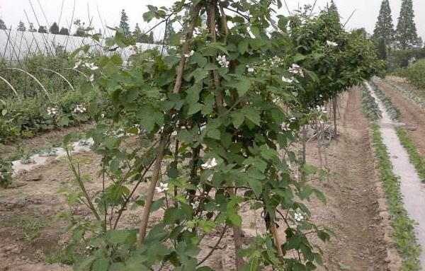 櫻桃樹的種植與管理技術 櫻桃樹的修剪方法