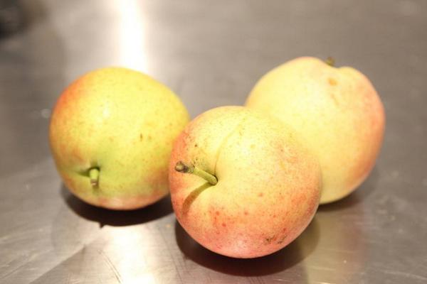 梨有多少種 梨子的常見品種有哪些