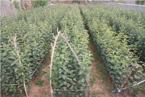 人參果樹苗價格多少錢一株 人參果樹苗怎么種