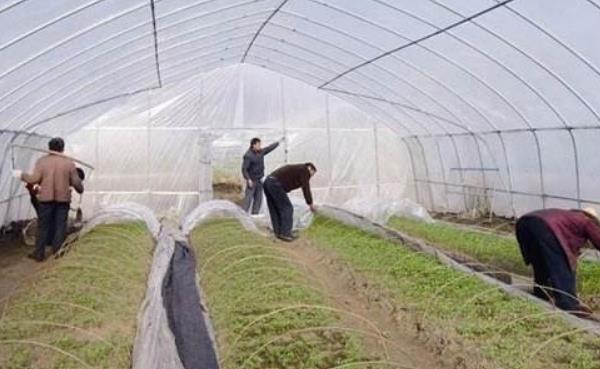 農村合作社怎么申請 農村合作社如何運作