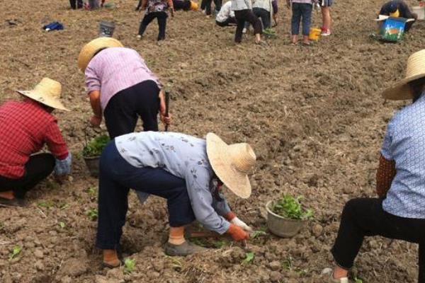 農村合作社怎么申請 農村合作社如何運作