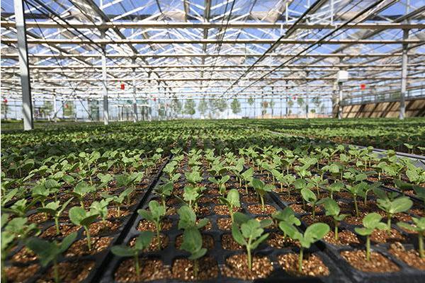 香瓜怎么種 香瓜怎么澆水和施肥