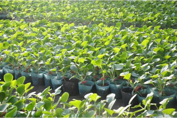 香瓜高產(chǎn)栽培技術(shù) 香瓜怎么進(jìn)行打頂摘心