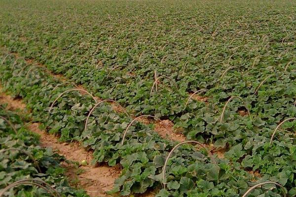 香瓜高產栽培技術 香瓜怎么進行打頂摘心