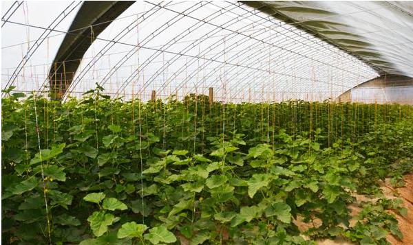 香瓜高產栽培技術 香瓜怎么進行打頂摘心