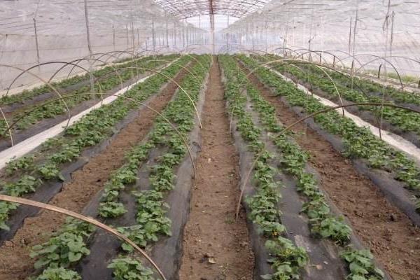 香瓜高產栽培技術 香瓜怎么進行打頂摘心