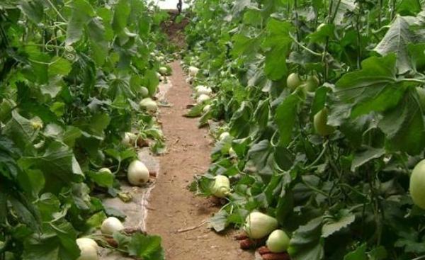 香瓜高產栽培技術 香瓜怎么進行打頂摘心