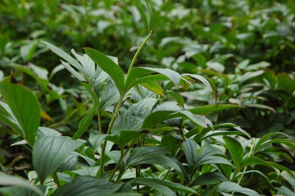 農(nóng)村種什么藥材賺錢 現(xiàn)在農(nóng)村種植藥材賺錢嗎