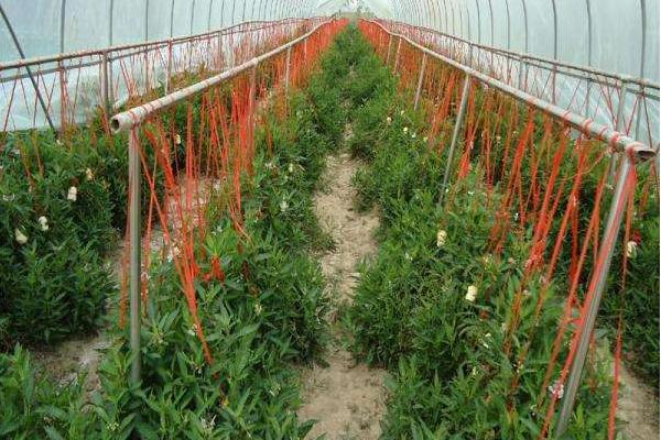 人參果種子價格多少錢一斤 人參果種子的種植方法