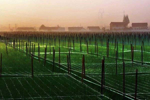 農村合作社怎么申請 農村合作社如何運作