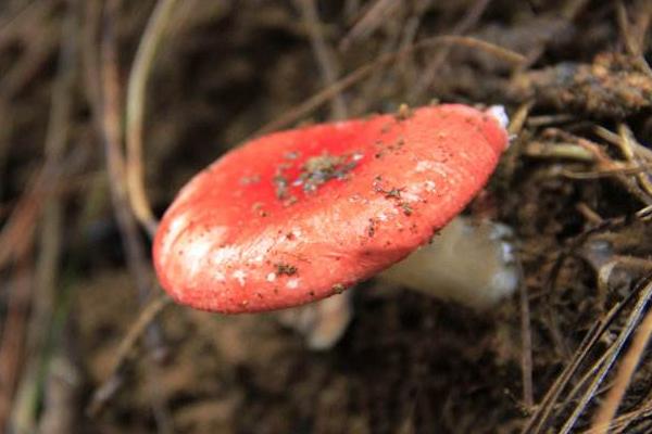 紅菇市場價格多少錢一斤 紅菇怎么吃