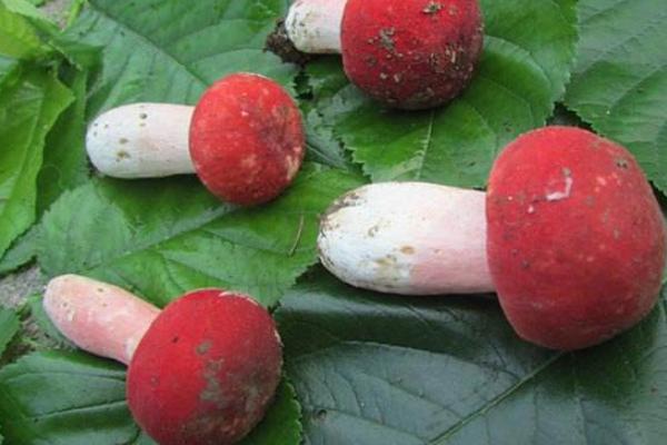 紅菇市場價格多少錢一斤 紅菇怎么吃