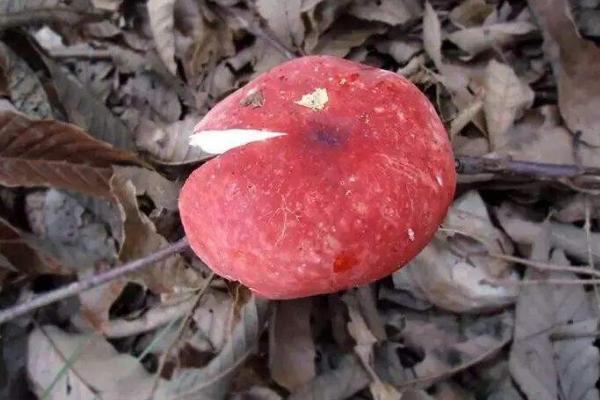 紅菇的功效與作用及禁忌 正紅菇的營養價值