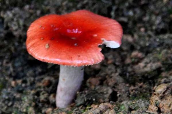 紅菇的功效與作用及禁忌 正紅菇的營養價值