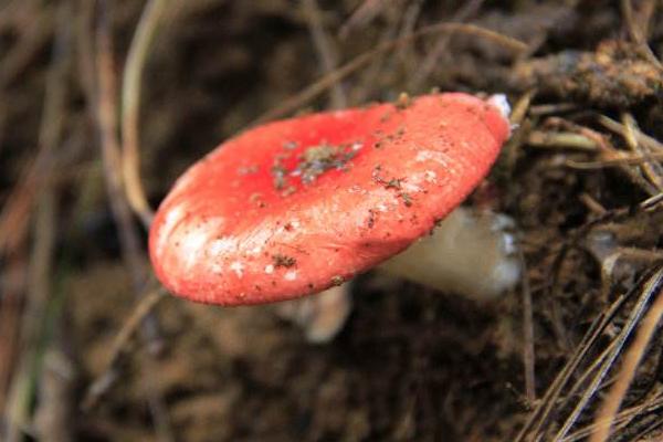紅菇的功效與作用及禁忌 正紅菇的營養價值