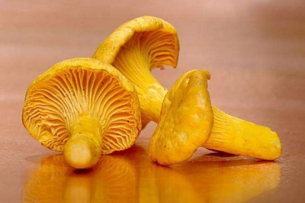 雞油菌怎么做好吃又簡單 雞油菌家常做法大全