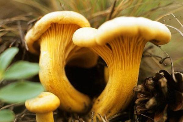 雞油菌功效與作用及禁忌 雞油菌營養(yǎng)價值