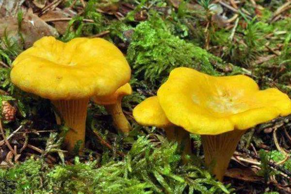 雞油菌功效與作用及禁忌 雞油菌營養價值