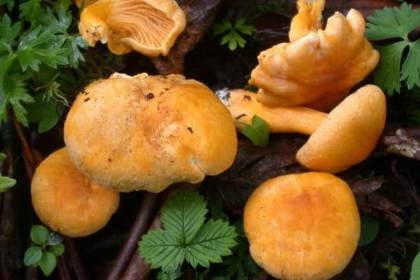 雞油菌功效與作用及禁忌 雞油菌營養價值