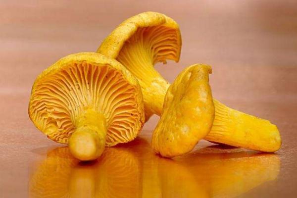 雞油菌功效與作用及禁忌 雞油菌營養價值