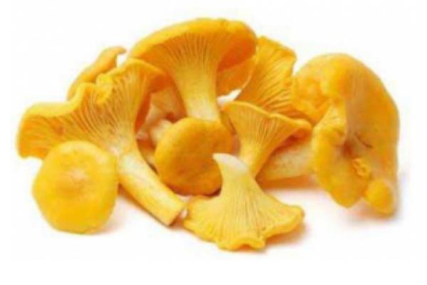 雞油菌功效與作用及禁忌 雞油菌營養價值