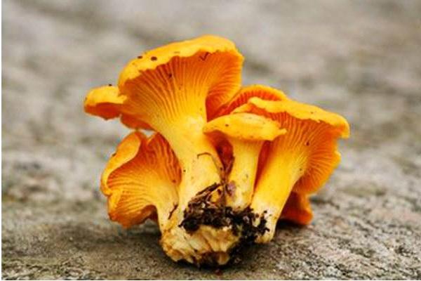 雞油菌市場價格多少錢一斤 吃雞油菌會中毒嗎