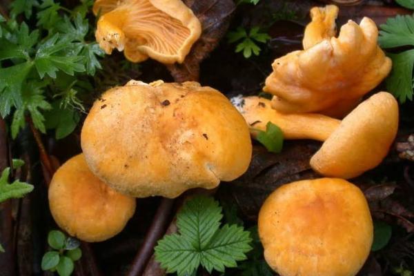 雞油菌市場價格多少錢一斤 吃雞油菌會中毒嗎