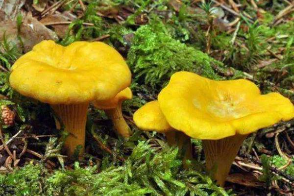 雞油菌市場價格多少錢一斤 吃雞油菌會中毒嗎