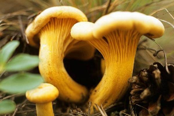 雞油菌市場價格多少錢一斤 吃雞油菌會中毒嗎