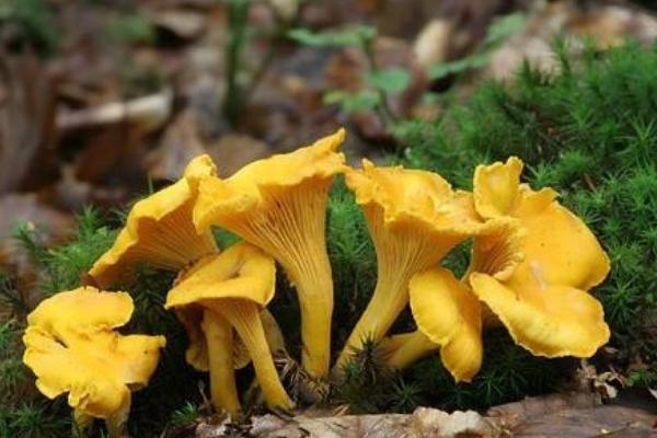 雞油菌市場價格多少錢一斤 吃雞油菌會中毒嗎