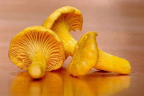 雞油菌市場價格多少錢一斤 吃雞油菌會中毒嗎