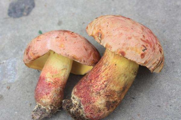 牛肝菌怎么做好吃又簡單 牛肝菌家常做法大全