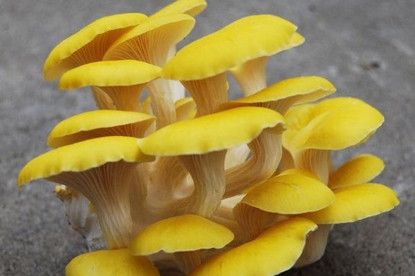 榆黃蘑市場前景分析 榆黃蘑是榆蘑嗎