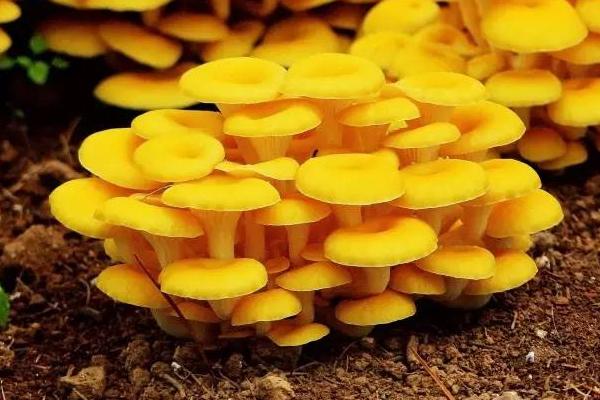 榆黃蘑市場前景分析 榆黃蘑是榆蘑嗎