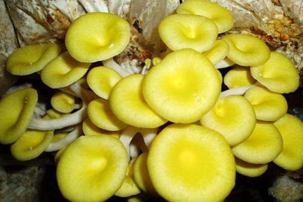 榆黃蘑市場前景分析 榆黃蘑是榆蘑嗎