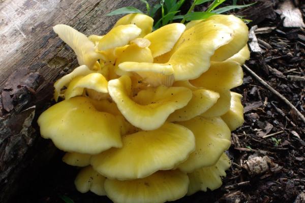 榆黃蘑市場前景分析 榆黃蘑是榆蘑嗎