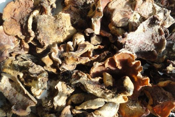 榆黃蘑市場前景分析 榆黃蘑是榆蘑嗎