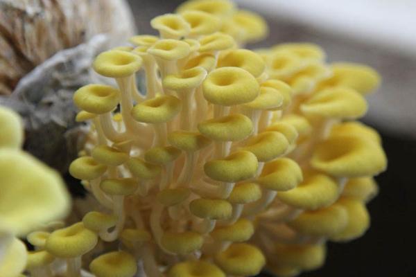 榆黃蘑功效與作用及禁忌 榆黃蘑營養價值