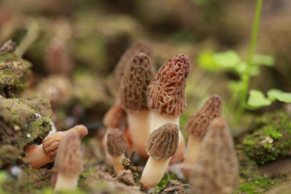 羊肚菌燉排骨怎么做好吃又簡單 羊肚菌適合小孩吃么