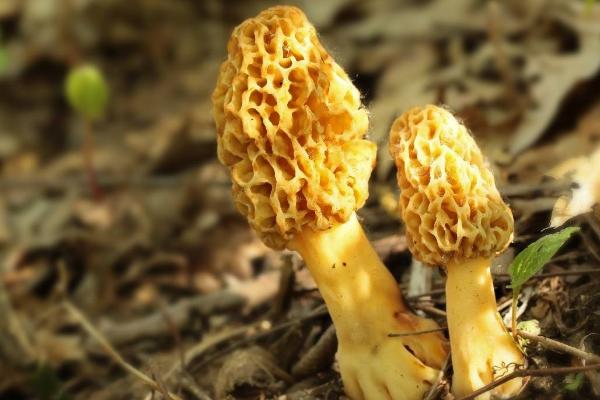 2018年羊肚菌種植前景 羊肚菌種植成本與利潤分析