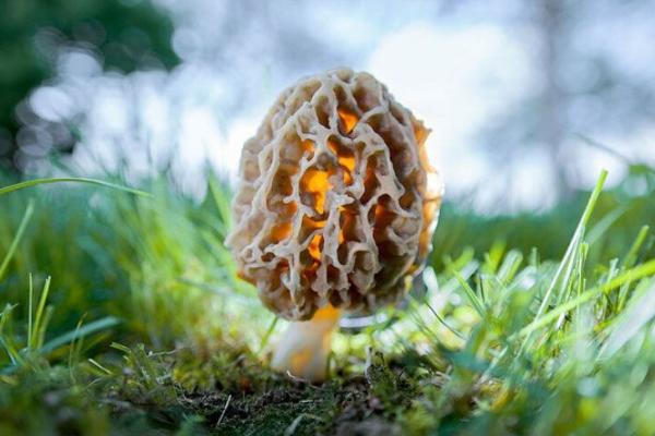 2018年羊肚菌種植前景 羊肚菌種植成本與利潤(rùn)分析