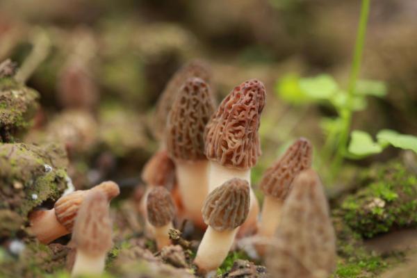 2018年羊肚菌種植前景 羊肚菌種植成本與利潤(rùn)分析