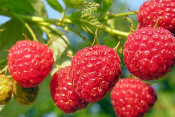 刺泡市場價格多少錢一斤 刺泡幾月份有