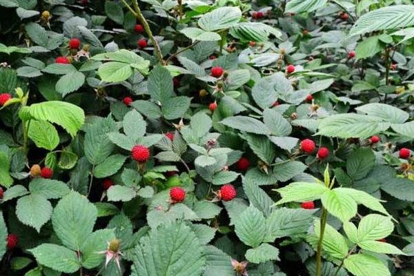 刺泡市場價格多少錢一斤 刺泡幾月份有