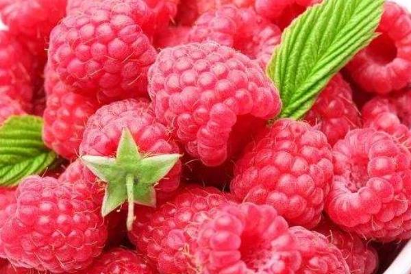 刺泡市場價格多少錢一斤 刺泡幾月份有