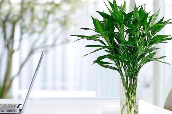 室內養竹子風水好嗎 門口種竹子風水好嗎
