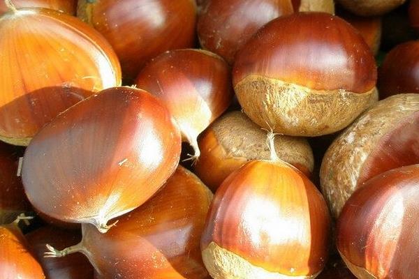 板栗是什么季節的 板栗干了硬了還能吃嗎